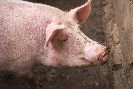 Portrait photo of big pig with mud on face.