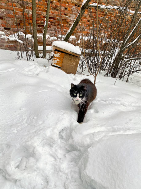 istock black cat hunting on the street 1718685063