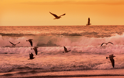 Flock of birds,back lit flying over the beach .  Breaking waves and horizon in the background. Valdoviño, A Coruña province, Galicia, Spain.