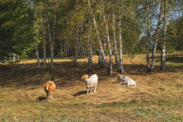 istock Cows on mountain meadow during late summer day 1718689050
