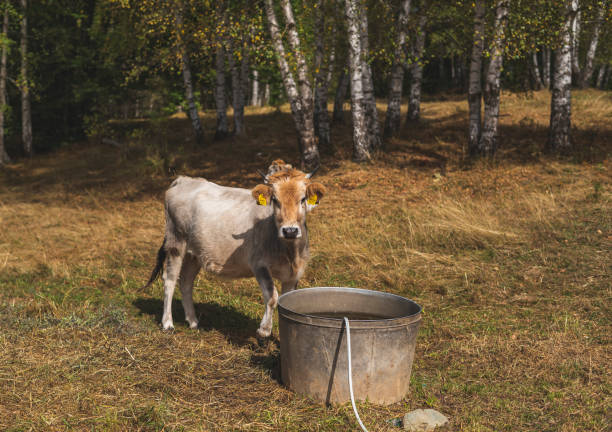 istock Cows on mountain meadow during late summer day 1718689051