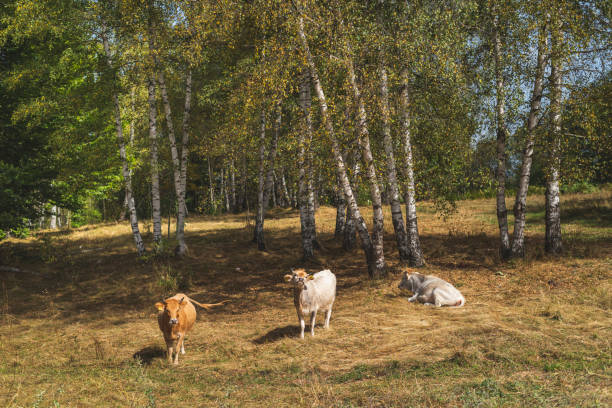 istock Cows on mountain meadow during late summer day 1718689054