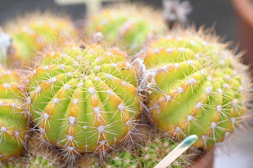 Grouping of echinopsis multiplex cacti growing in a pot in the greenhouse.