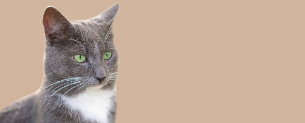 istock Cat Portrait. Muzzle Close-Up. Graceful Gray Cat with Big Green Eyes Isolated on Studio Color Background. Funny Cat. Emotional Grey Feline. Fluffy Kitten. Horizontal Banner, Space for Text. Copyspace 1718698943
