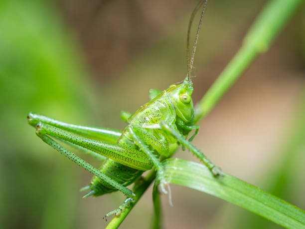 istock A Great green bush cricket resting on a leaf 1718704587
