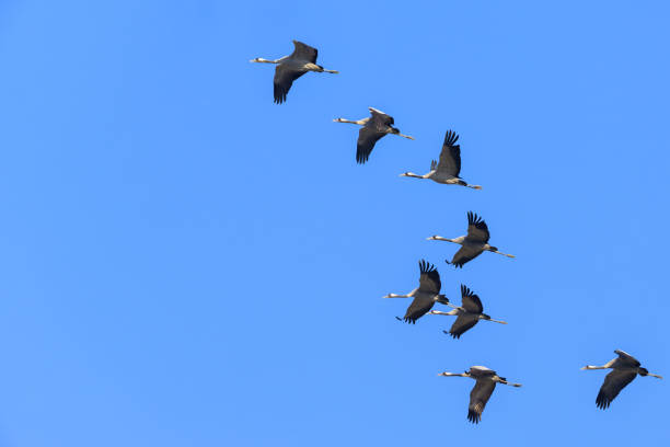 istock A group of Common Cranes flying blue sky 1718705774