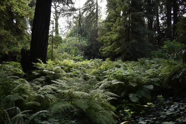 istock Dark forest background, gloomy mysterious woods 1718709191