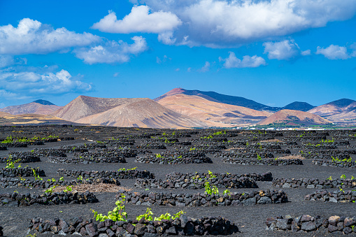 This is a landscape photo of a vineyard grape growing area of Arrecife
