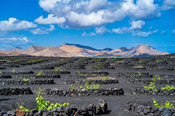 istock Vineyard Landscape Leading to Mountains 1718713415