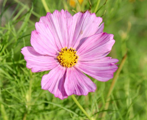istock Pretty Pink Flower 1718716002