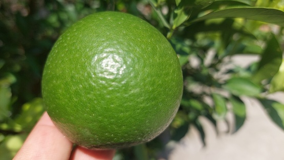 A lime is a citrus fruit, which is typically round, green in color, 3–6 centimetres in diameter, and contains acidic juice vesicles. There are several species of citrus trees whose fruits are called limes, including the Key lime, Persian lime, Makrut lime, and desert lime.