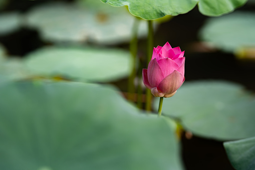 Sso known as Sacred lotus, Indian lotus, or simply lotus, is one of two extant species of aquatic plant in the family Nelumbonaceae. It is sometimes colloquially called a water lily, though this more often refers to members of the family Nymphaeaceae.