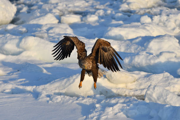 istock Bird watching with floating ices in winter 1718745742