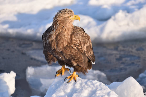 istock Bird watching with floating ices in winter 1718746197