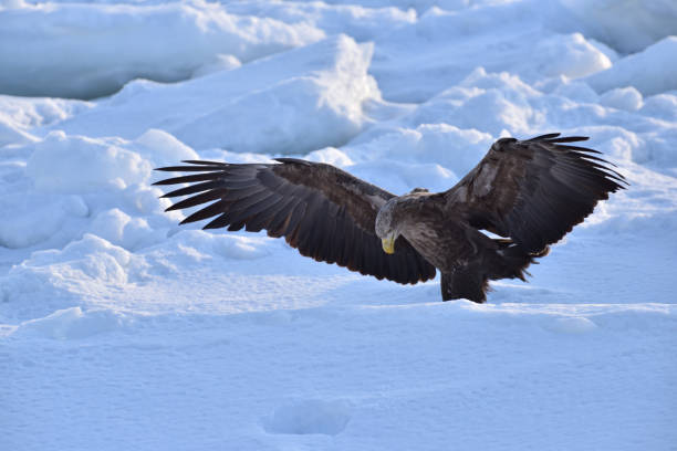 istock Bird watching with floating ices in winter 1718746314