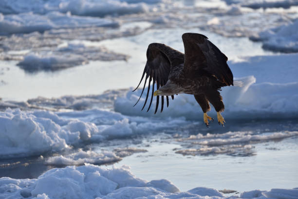 istock Bird watching with floating ices in winter 1718746330