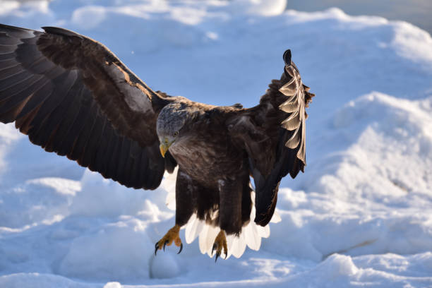 istock Bird watching with floating ices in winter 1718746847