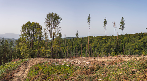 Devastated pine forest after cutting threes for wood industry