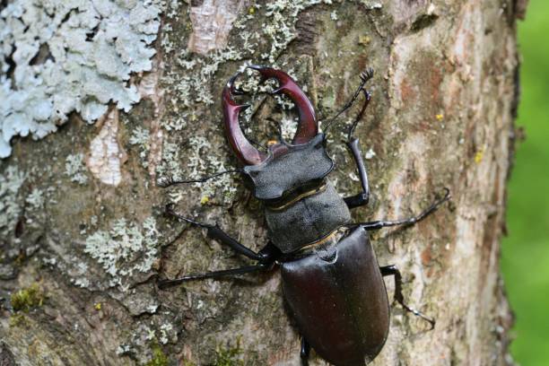 европейский жук-олень макрофото взбирается на ветку дерева - радужный жук олень фотографии стоковые фото и изображения