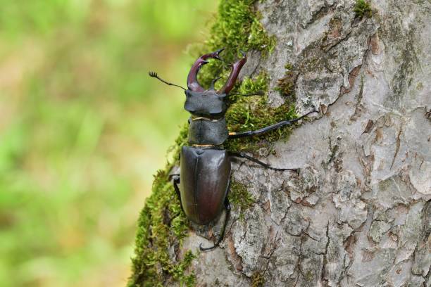 European stag beetle macro photo climbing up a tree twig stock photo