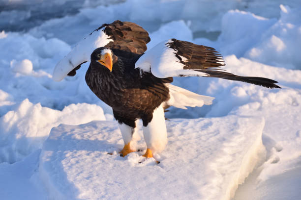 istock Bird watching with floating ices in winter 1718764743