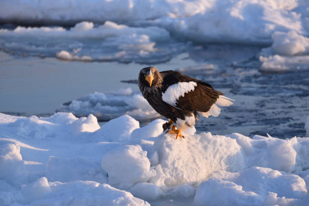 istock Bird watching with floating ices in winter 1718764744