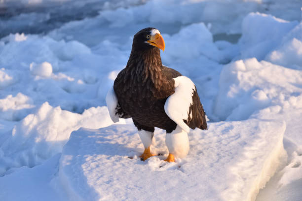 istock Bird watching with floating ices in winter 1718764745