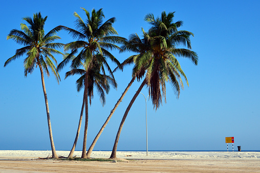 Salalah, Dhofar Governorate, Oman: Coconut Beach on the Arabian Sea - Salalah attracts many tourists during the monsoon / khareef season, which spans from June to September. Coconut palm trees leaning over the water, tropical Arabia.