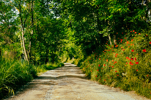 Country Road in Chianti region, Tuscany, Italy. Toned Image.