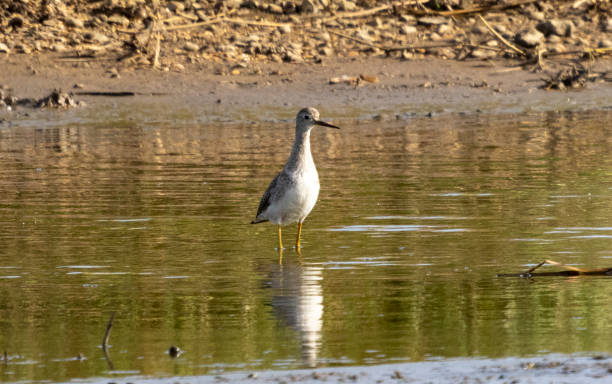 Lesser Yellow 700+ Lesser Yellowlegs Stock Photos, Pictures & Royalty-Free Images ...