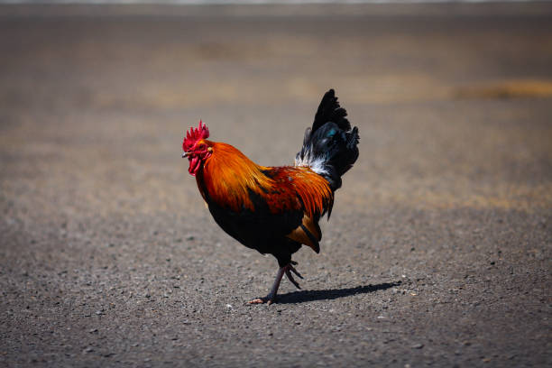 istock Chicken Crossing a Road 1718791766