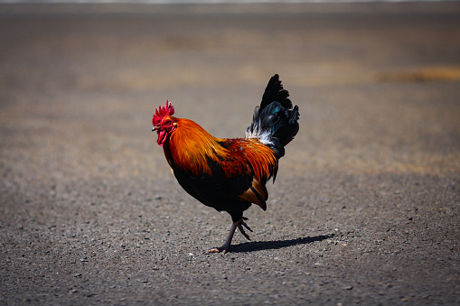 Chicken Crossing a Road