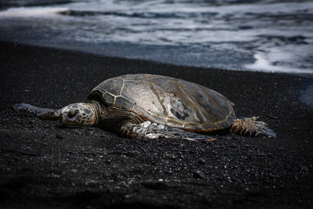 istock Hawaiian Green Sea Turtle 1718791786