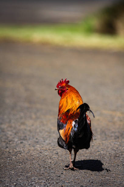 istock Chicken Crossing a Road 1718791790