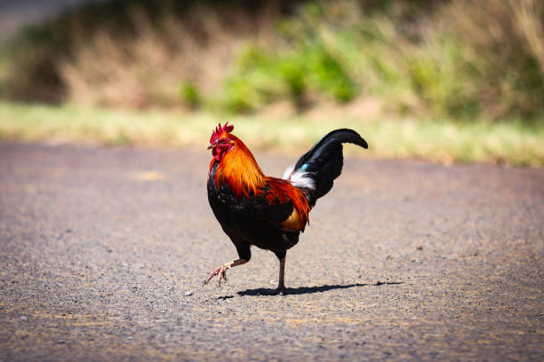 istock Chicken Crossing a Road 1718791794