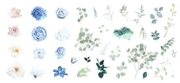 Vector illustration of Blue rose and sage green eucalyptus, ivory peony, magnolia, dusty blue hydrangea, ranunculus flowers vector