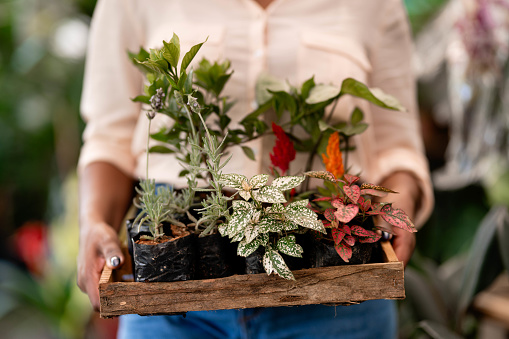 Cropped shot of a woman florist carrying variety of small plants in wooden tray in a flower shop