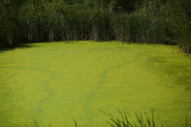 istock Summer green swamp or weeded pond scenery 1718800136