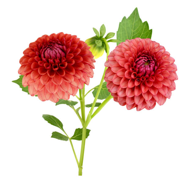 istock Red orange dahlia flower (America flower) isolated on white 1718807772