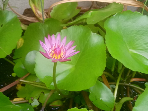 Small pink lilies are blooming beautifully.