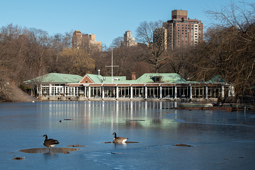 Ducks gracefully glide on the icy surface of a frozen pond in the heart of New York City's Central Park, creating a picturesque winter scene.