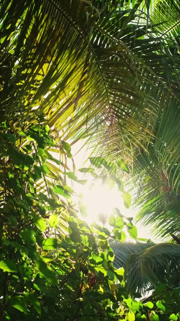 Low angle view of palm leaves with sunflare