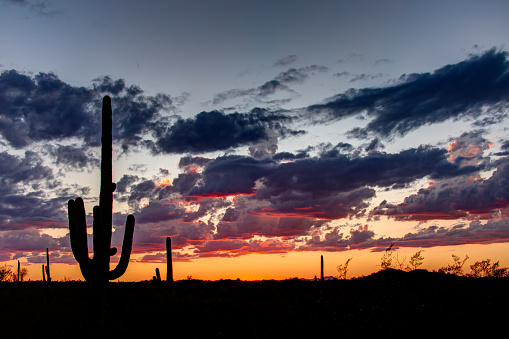 Saguaro National Park