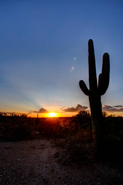 Saguaro National Park