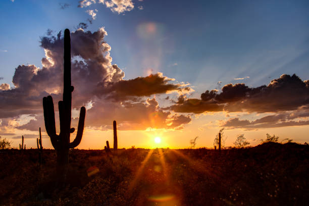 Saguaro National Park