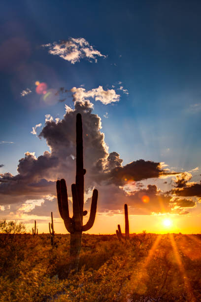 istock Saguaro National Park 1718817293
