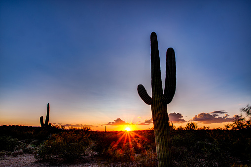 Saguaro National Park