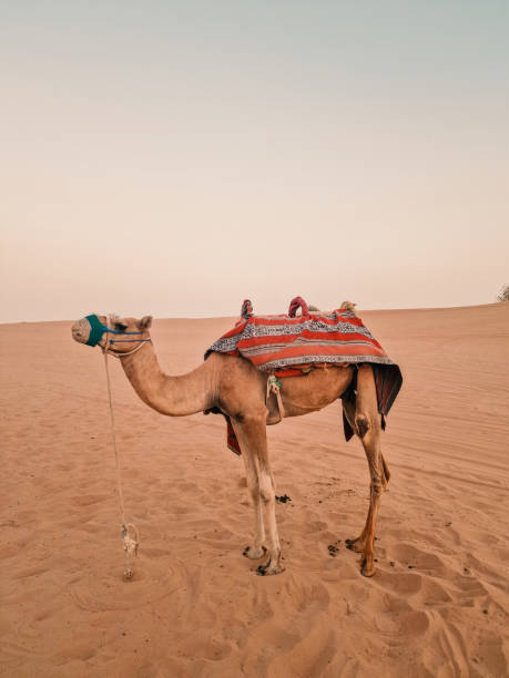 istock A camel in the desert 1718844305