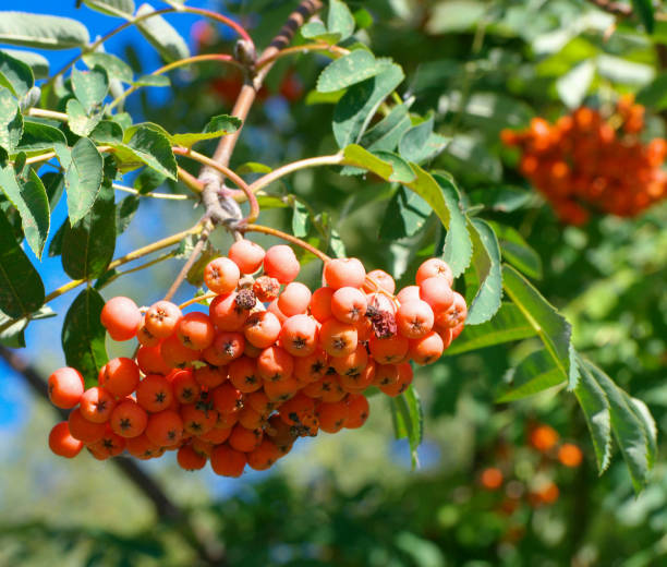istock ashberry at dry sunny summer day 1718846467