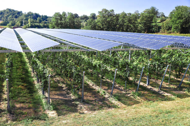 istock Vines covered with tranparency photovoltaic modules 1718847029